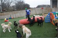 daycare pic 114 - boz jumping tunnel